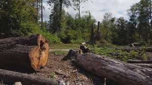 Best Fruit Tree Pruning  in Bremerton, WA