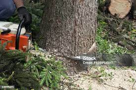Best Tree Health Inspection  in Bremerton, WA