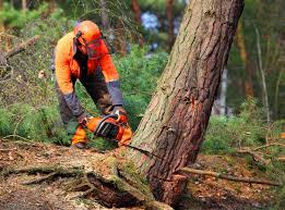 Best Lawn Renovation and Restoration  in Bremerton, WA