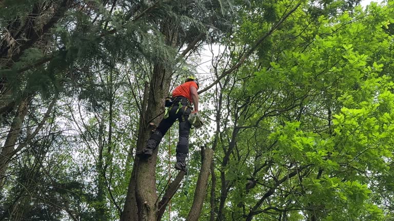 Best Tree Mulching  in Bremerton, WA