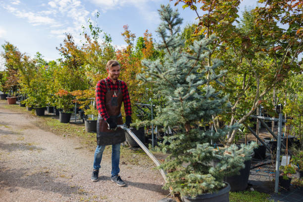 Best Tree Removal  in Bremerton, WA