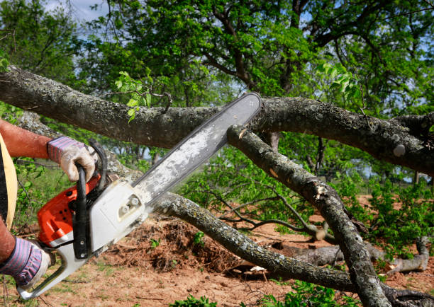 Professional Tree Removal in Bremerton, WA